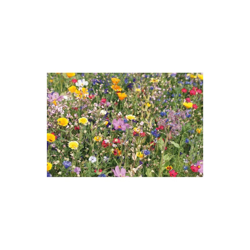 Disque de Mélange de Graines FLOMIX - Écologique et Pratique