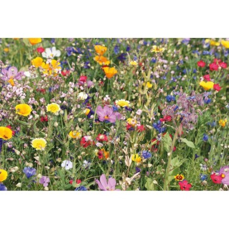 Disque de Mélange de Graines FLOMIX - Écologique et Pratique