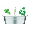 Bac en zinc  avec herbes aromatiques personnalisées - MIX SEEDS Matières : métal Couleurs : argenté mat personnalisable avec vot