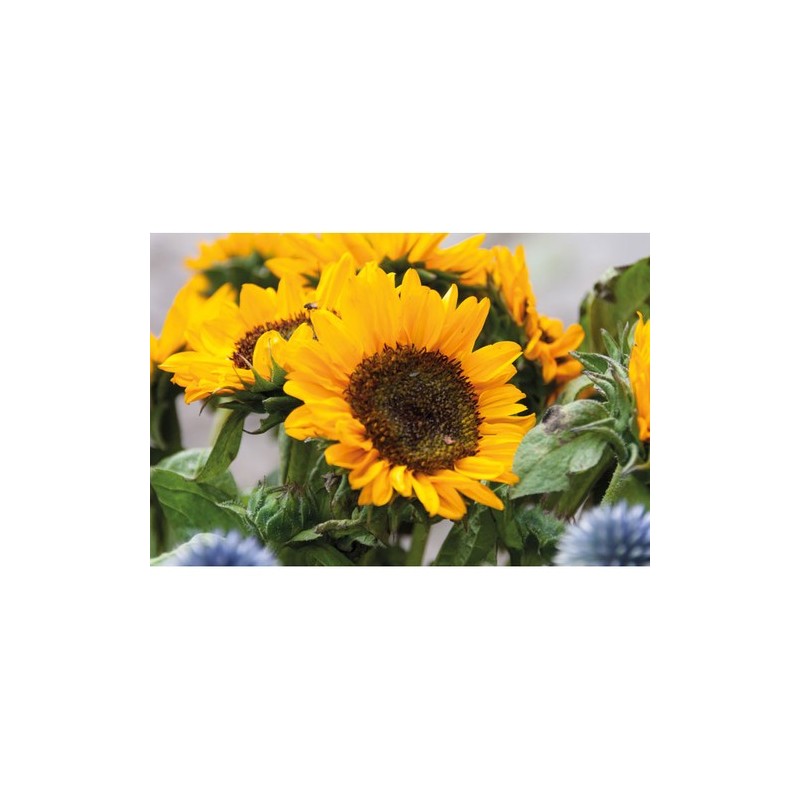 Graines de tournesol personnalisées - Objets publicitaires GIRASOL Matières : papier Couleurs : beige impression haute définitio