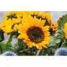 Graines de tournesol personnalisées - Objets publicitaires GIRASOL Matières : papier Couleurs : beige impression haute définitio