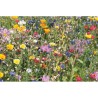 Enveloppe Éco-responsable de Graines de Fleurs Sauvages - SEEDLOPE Matières : papier Couleurs : beige cadeau entreprise pas cher