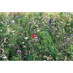 Graines de fleurs mélangées personnalisées SEEDLOPEBEE Matières : papier Couleurs : beige cadeau entreprise pas cher