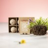 Kit Éco-responsable de Jardin Personnalisé Pas Cher - Tomarux Matières : carton recyclé livraison express 24h 48h