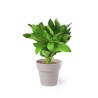 Set de Pots de Fleurs Personnalisés pour Herbes Aromatiques pas cher Nertel impression haute définition