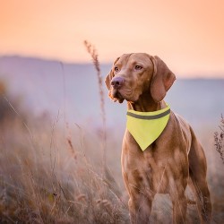 Collier Personnalisé Bandana Éco-responsable pour Animaux - Bipols Matières : polyester Couleurs : jaune 2