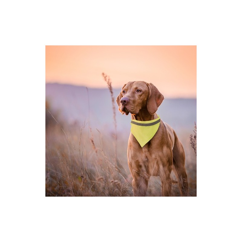 Collier Personnalisé Bandana Éco-responsable pour Animaux - Bipols Matières : polyester Couleurs : jaune personnalisable avec vo
