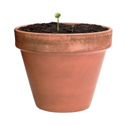 Bonbon Éco-responsable aux Graines Fleurs Sauvages Personnalisé Mussox pas cher Matières : carton recyclé impression haute défin