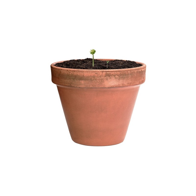 Bonbon Éco-responsable aux Graines Fleurs Sauvages Personnalisé Mussox pas cher Matières : carton recyclé impression haute défin