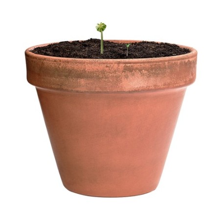 Bonbon Éco-responsable aux Graines Fleurs Sauvages Personnalisé Mussox pas cher Matières : carton recyclé impression haute défin