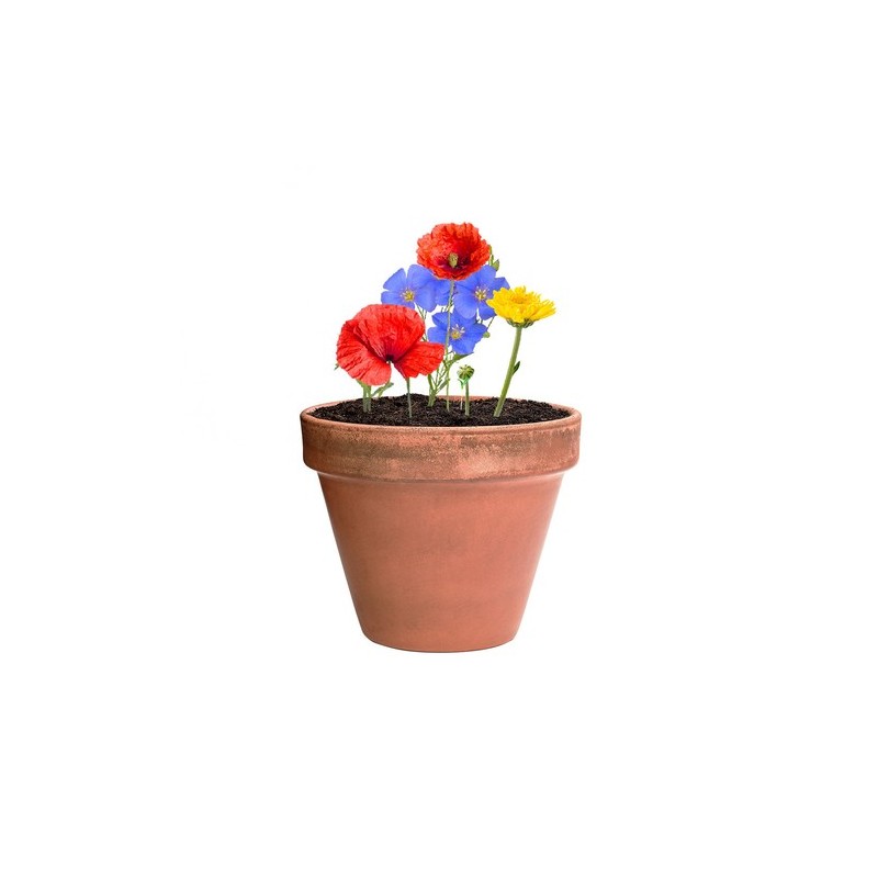 Bonbon Éco-responsable aux Graines Fleurs Sauvages Personnalisé Mussox pas cher Matières : carton recyclé marquage laser ultra p