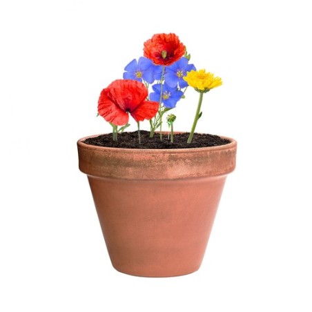 Bonbon Éco-responsable aux Graines Fleurs Sauvages Personnalisé Mussox pas cher Matières : carton recyclé marquage laser ultra p