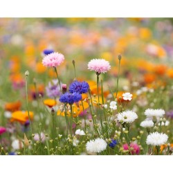 Papier A5 Éco-responsable et Pratique aux Graines de Fleurs - ASIDE Matières : papier recyclé Couleurs : blanc cadeau entreprise