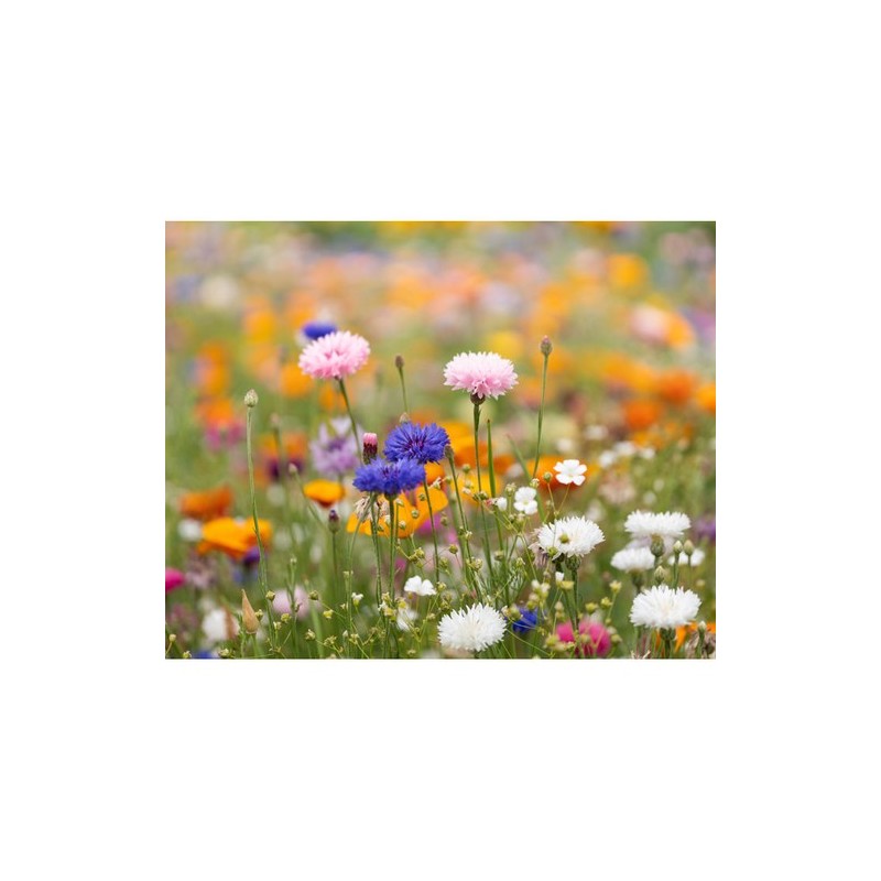 Papier A5 Éco-responsable et Pratique aux Graines de Fleurs - ASIDE Matières : papier recyclé Couleurs : blanc cadeau entreprise