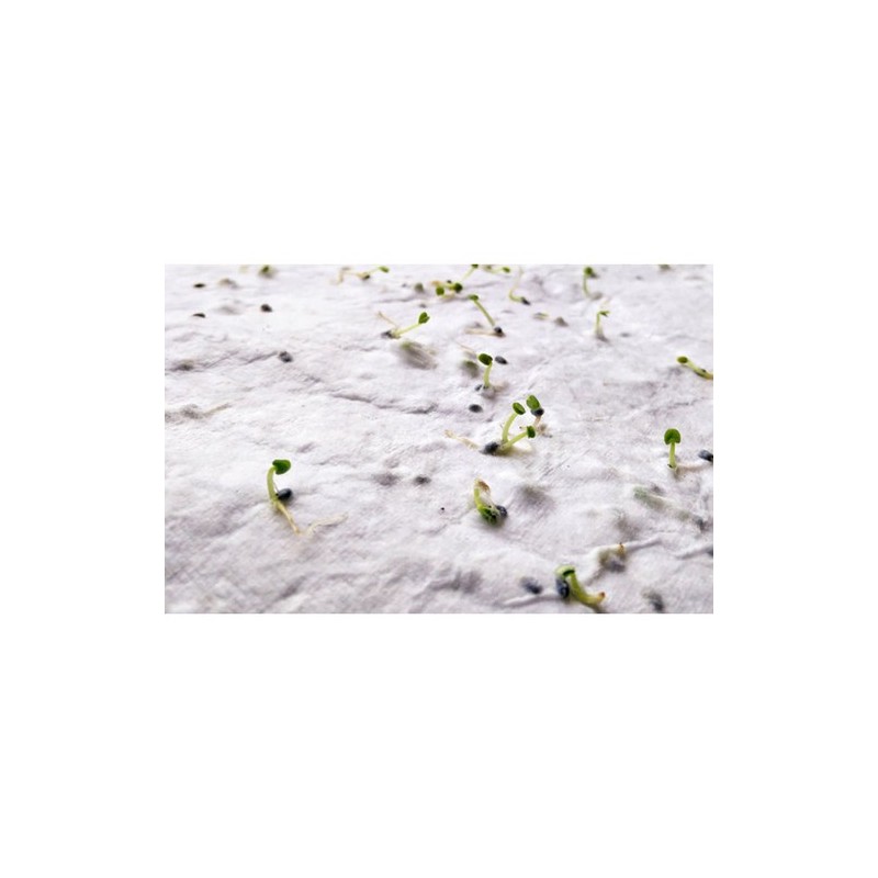 Papier A5 Éco-responsable et Pratique aux Graines de Fleurs - ASIDE Matières : papier recyclé Couleurs : blanc goodies publicita
