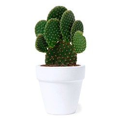 Pot de Fleurs Personnalisé Idéal pour Plantes - Konte Matières : terre cuite 2