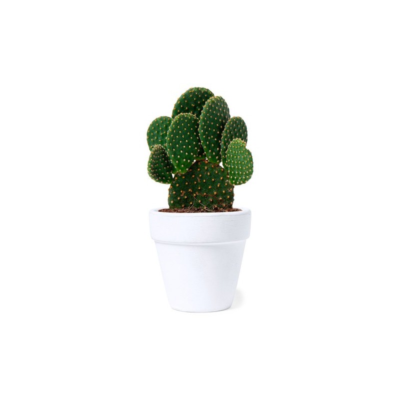 Pot de Fleurs Personnalisé Idéal pour Plantes - Konte Matières : terre cuite personnalisable avec votre logo