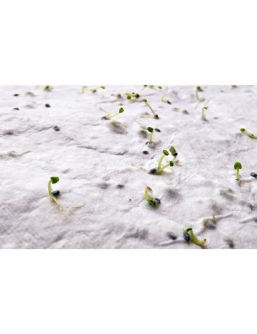 Papier A6 Éco-responsable Personnalisé aux Graines de Fleurs - ASIDO Matières : papier recyclé Couleurs : blanc cadeau entrepris