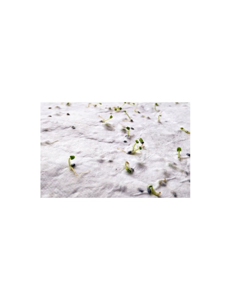 Papier A6 Graines de Fleurs ASIDO - Écologique & Unique