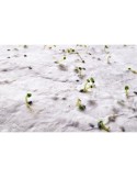 Papier A6 Éco-responsable Personnalisé aux Graines de Fleurs - ASIDO Matières : papier recyclé Couleurs : blanc cadeau entrepris