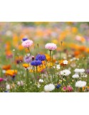 Papier A6 Éco-responsable Personnalisé aux Graines de Fleurs - ASIDO Matières : papier recyclé Couleurs : blanc impression haute