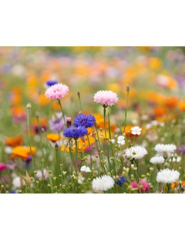 Papier A4 Éco-responsable et Personnalisé aux Graines de Fleurs - ASIDI Matières : papier recyclé Couleurs : blanc cadeau entrep