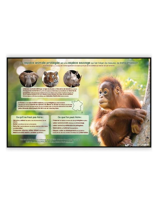 LES ESPÈCES PROTÉGÉES | Calendrier bancaire thématique 2026