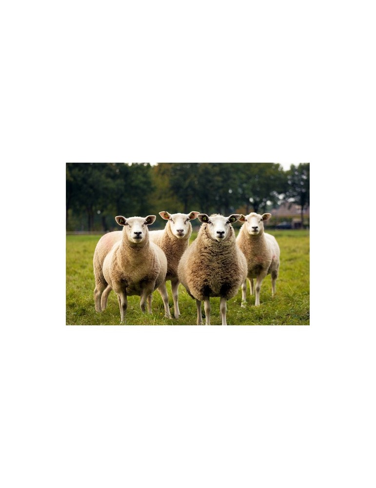 KYWIE Wine Cooler Suede seau à glace