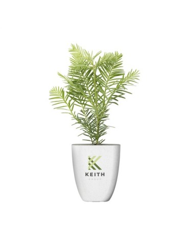 Treemore Arbres prêts-à-poster Séquoia côtier