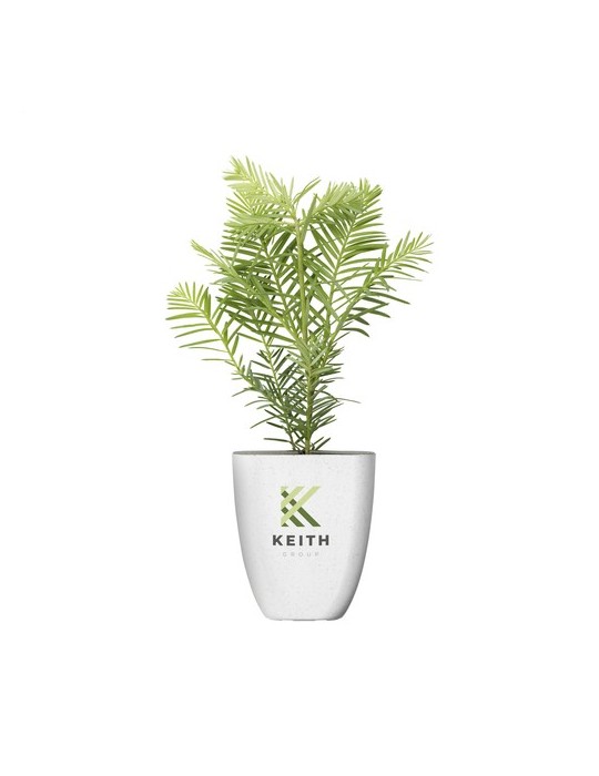 Treemore Arbres prêts-à-poster Séquoia côtier