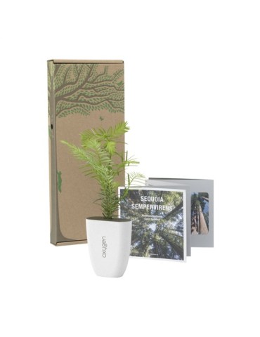 Treemore Arbres prêts-à-poster Séquoia côtier 2