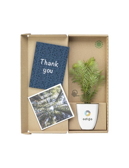 Treemore Arbres prêts-à-poster Séquoia côtier