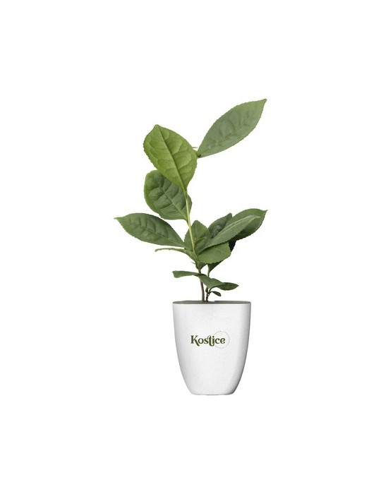 Treemore Arbres prêts-à-poster Théier