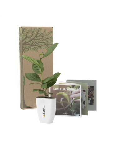 Treemore Arbres prêts-à-poster Théier 2