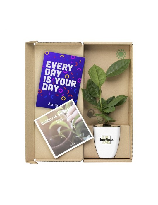 Treemore Arbres prêts-à-poster Théier