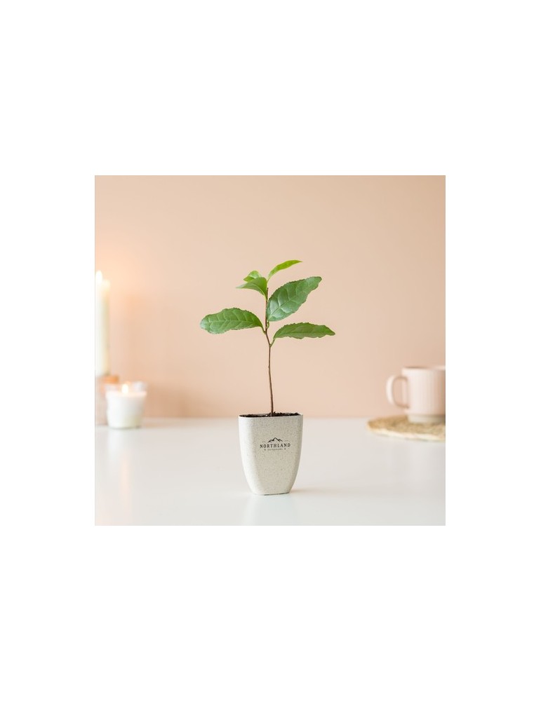 Treemore Arbres prêts-à-poster Théier