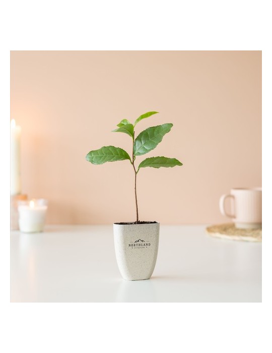 Treemore Arbres prêts-à-poster Théier