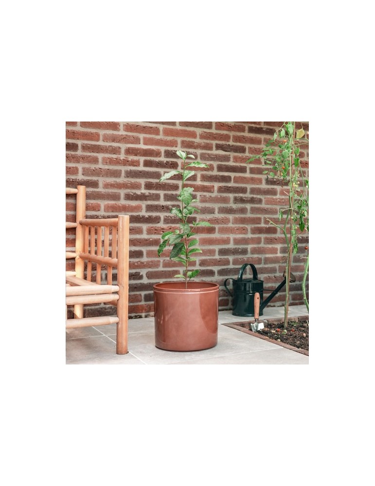 Treemore Arbres prêts-à-poster Théier