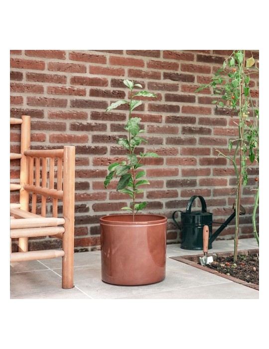 Treemore Arbres prêts-à-poster Théier