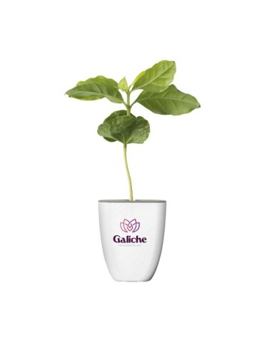 Treemore Arbres prêts-à-poster Caféier d'Arabie