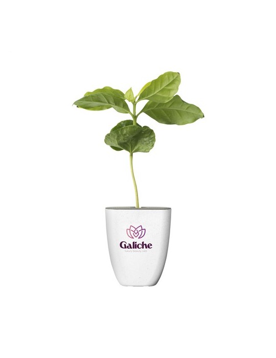 Treemore Arbres prêts-à-poster Caféier d'Arabie