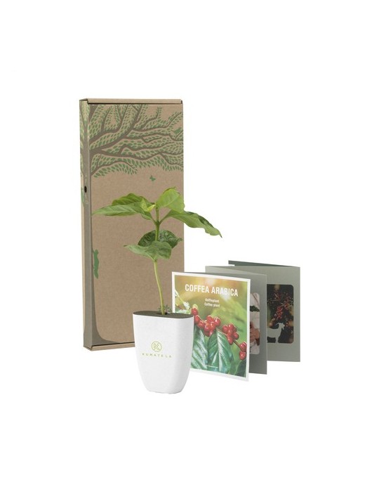 Treemore Arbres prêts-à-poster Caféier d'Arabie