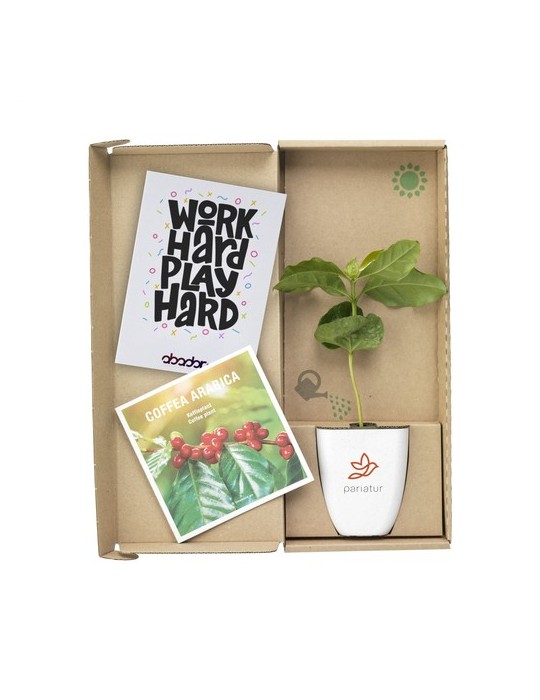 Treemore Arbres prêts-à-poster Caféier d'Arabie