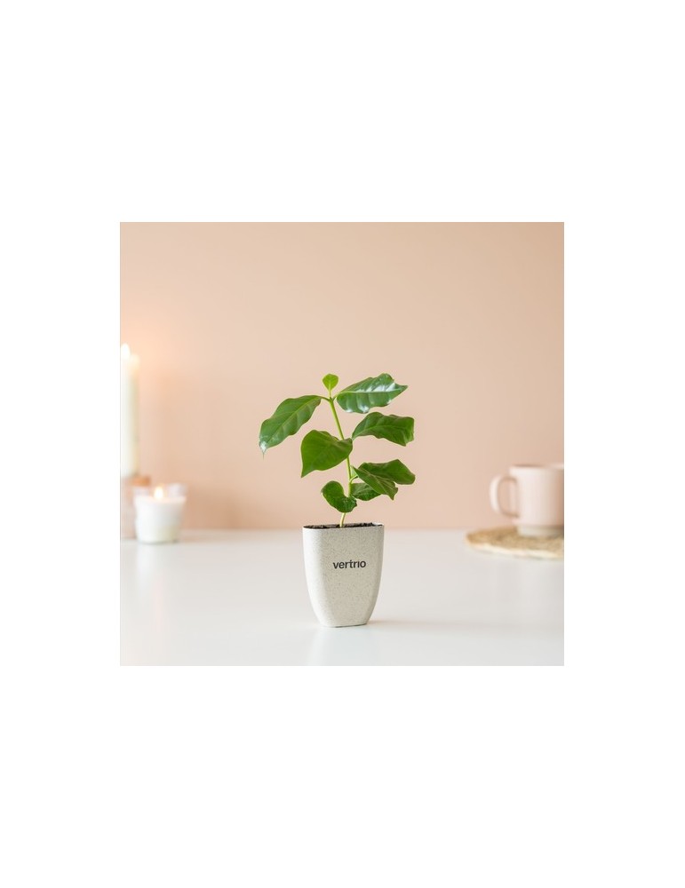 Treemore Arbres prêts-à-poster Caféier d'Arabie