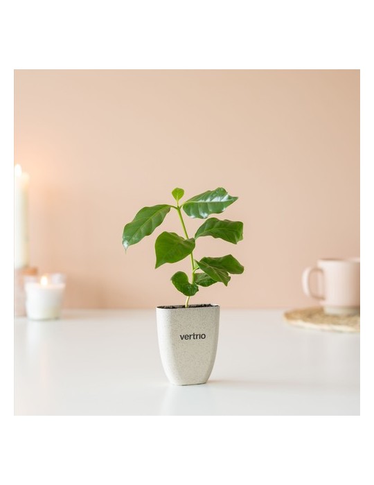 Treemore Arbres prêts-à-poster Caféier d'Arabie