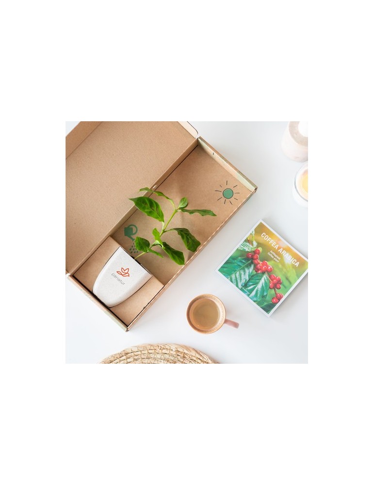 Treemore Arbres prêts-à-poster Caféier d'Arabie