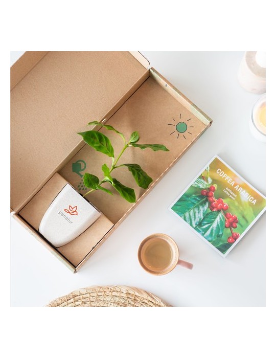 Treemore Arbres prêts-à-poster Caféier d'Arabie