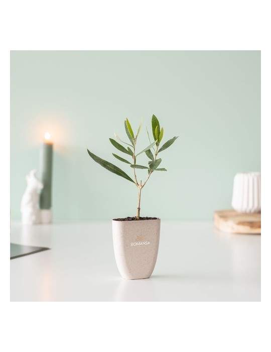 Treemore Arbres prêts-à-poster L'olivier