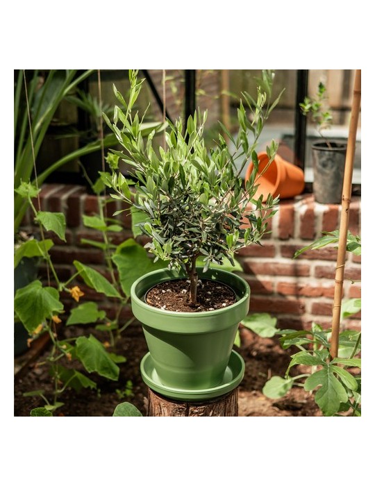 Treemore Arbres prêts-à-poster L'olivier