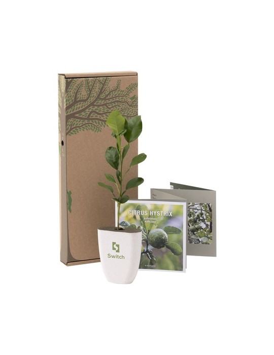 Treemore Arbres prêts-à-poster Arbre Agrume Kaffir Lime